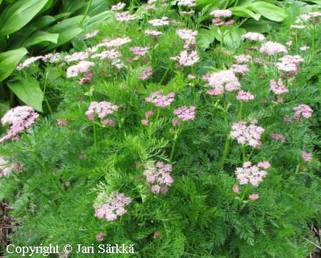 Ligusticum mutellina, rantaputki